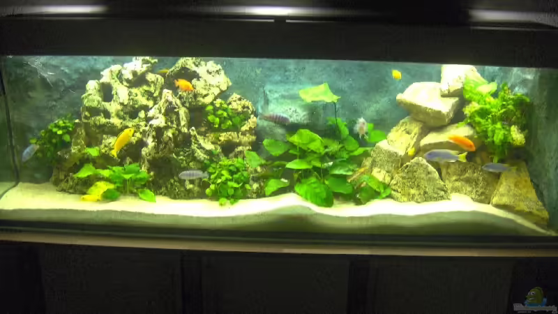 Unser kleiner Malawisee im Wohnzimmer