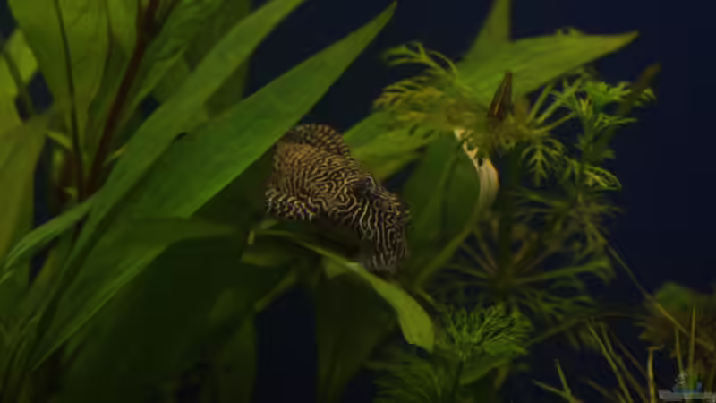 unser L 260 von Kiera&Hannes (8)