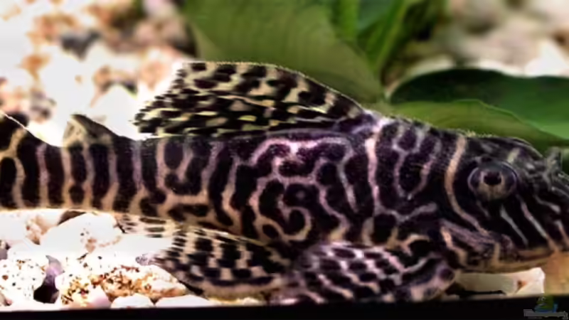 unser L-Wels, ein l260 / Queen Arabesque. Er heisst Elvis, da bei L-Wels eh jeder von Markus Thummerer (5)