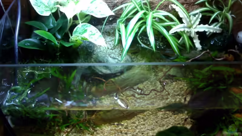 Unser mini Paludarium von Marc Joist (1)