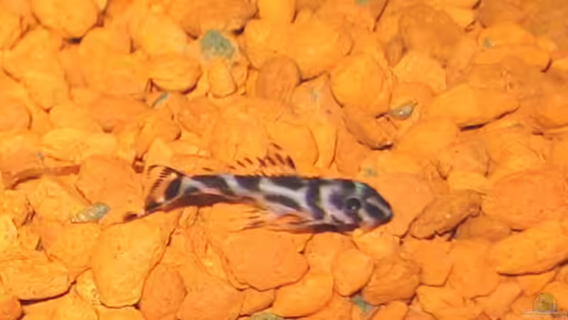 Unser Nachwuchs ca. 2,5 Wochen alt, 4 Stück sind´s geworden, freu von Conny (8)