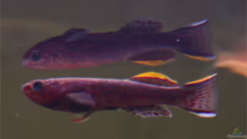 unser neuer Mann im Becken ;o) von Lewino (24)