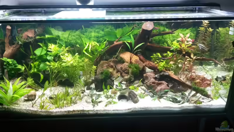 unser neuester Stolz im rechten Bereich : die Moorkienwurzel und im linken Bereich von Robert&Alex (3)