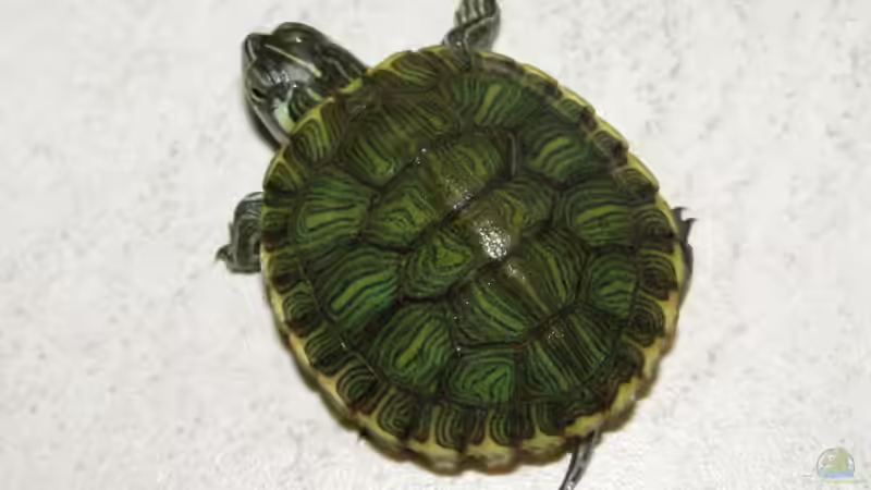 Unser Neuling ist in einem Aufzuchbecken. Cumberland Schmuckschildkröte von SeLo (38)