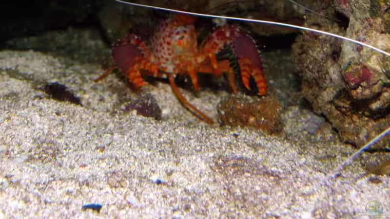 unser Riff Hummer von René Geisler (29)