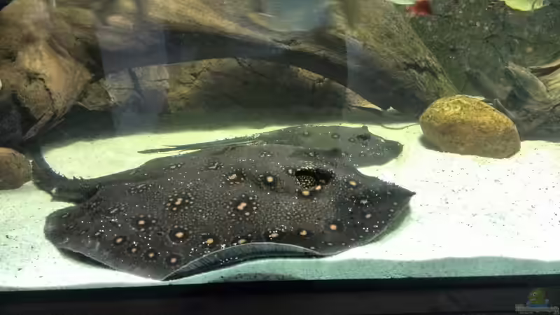 Unser Rochenpärchen, ein schöner Anblick. von aquazonica (26)