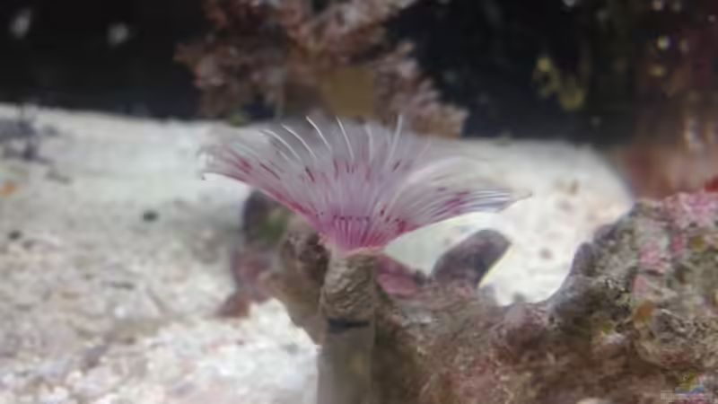 unser Röhrenwurm von Torsten Bullmahn (61)