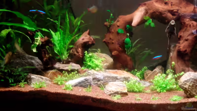 Unser Saugi von Neulinger (13)