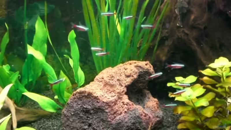 Unser Schwarm Neons von Dennis und Katha (21)