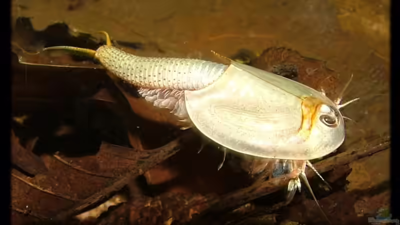 Triops im Aquarium halten (Einrichtungsbeispiele für Triops)