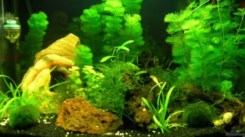 Unser Unterwasserurwald im Detail von Benny Müller (4)