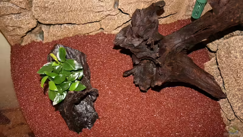 unsere 2 Wurzeln von AkGuru (14)