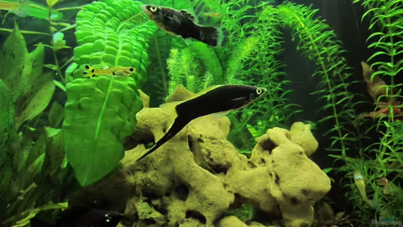 Unsere beiden Schwertträger und weitere Bewohner von cypher2020 (6)