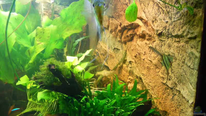 Unsere beiden Skalare am 13.10.2013 von Sven Seibert (88)