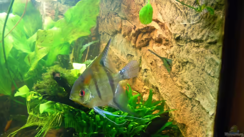 Unsere beiden Skalare am 13.10.2013 von Sven Seibert (89)