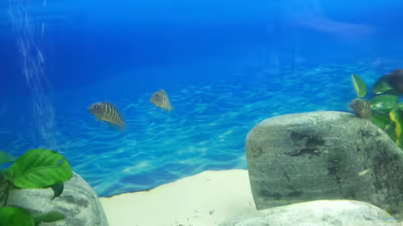 Unsere Clowns von Marcus_mck (17)