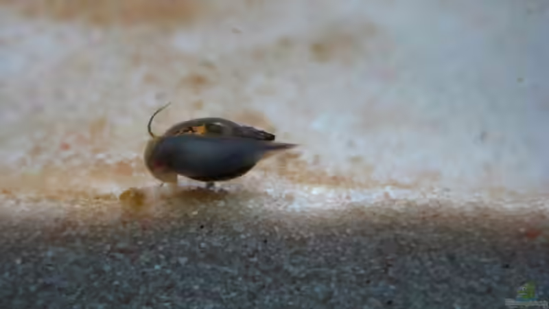 Unsere ersten Bewohner von Meike_R (29)