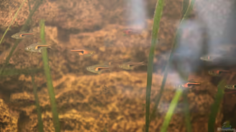 Unsere Espes Keilfleckbärblinge von Maximilian Landrock (10)