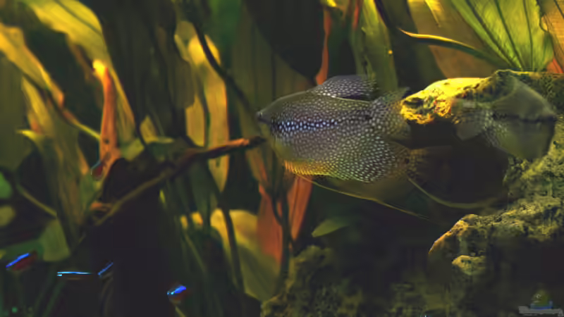 Unsere Fadenfische und Neons. von Maika Haimann (2)