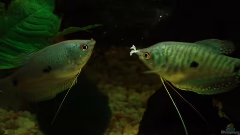 unsere Fadis von Meike J. (12)