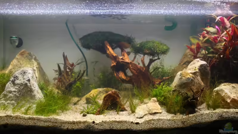 Unsere große Wurzel ist eingezogen von Livia & Marc (4)