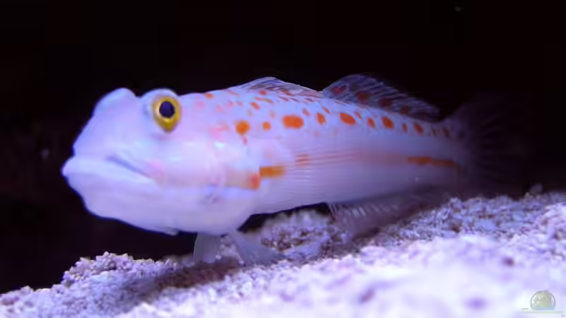 Unsere Grundel von René Geisler (27)