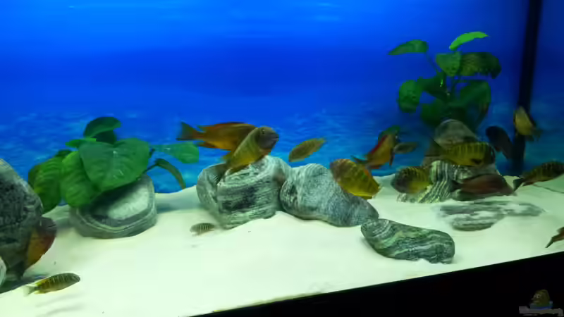 Unsere Ilangis von Marcus_mck (14)