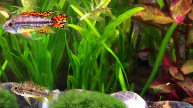 Unsere Kakadus von KidVicious (8)