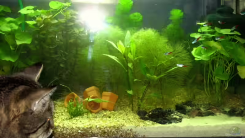 Unsere Katze hat auch schon geschnallt, dass sich da drinnen was bewegt! von Doris77 (6)