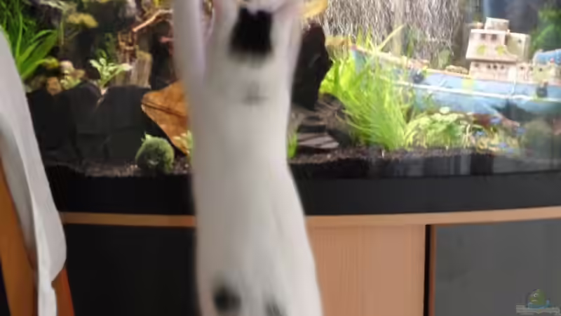 unsere Katze zu Besuch... von wonderfullworld (8)