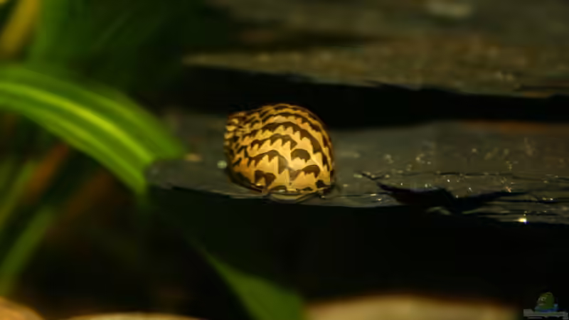 Unsere kleine Rennschnecke von Basti.hh (13)