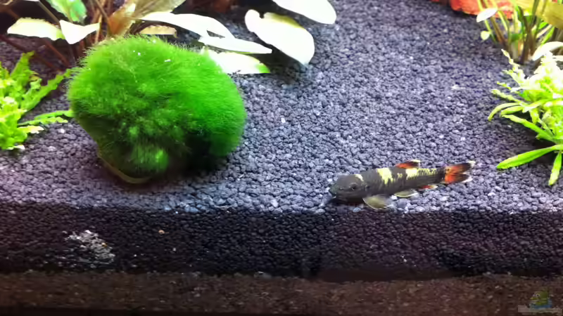 Unsere Lieblinge von Nastassja&Mario T (20)