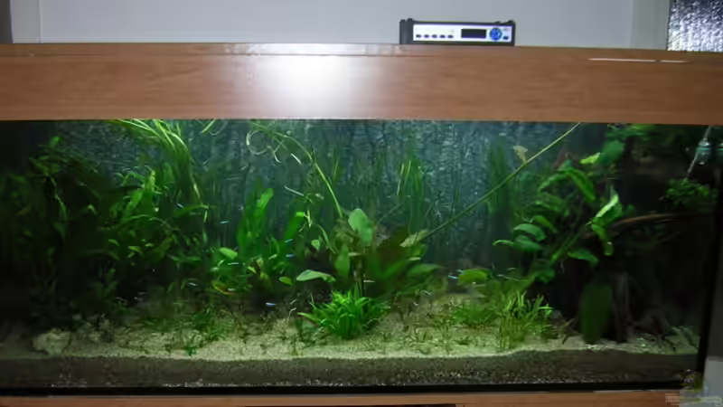 unsere neues 450L Becken von Antje und Daniel (10)