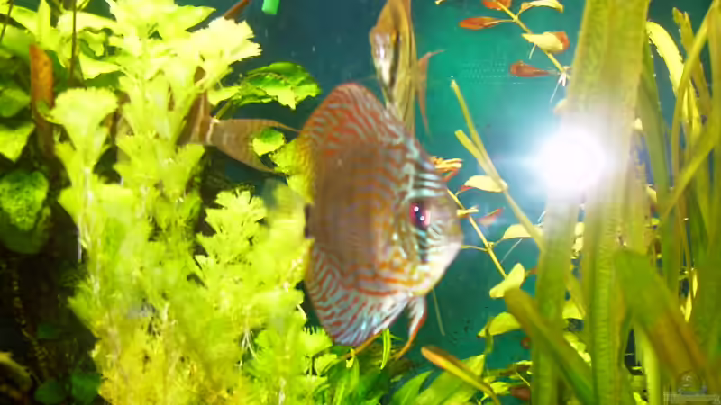 Unsere schönheit von Markus Winkler (2)