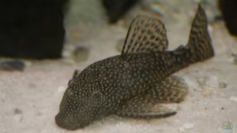 Unsere Welsin von Sharkbait (1)