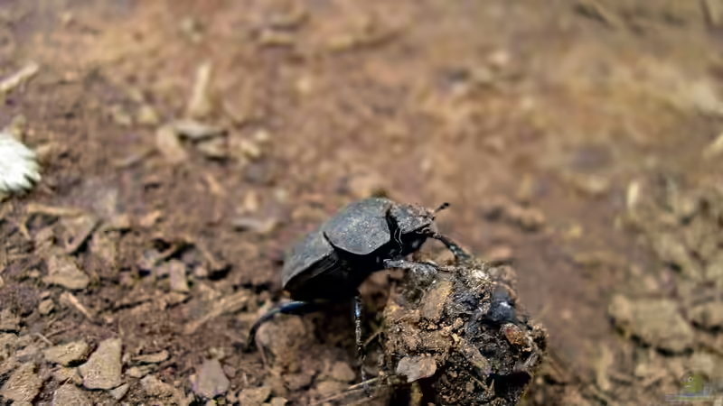 Unsichtbare Helfer im Boden: Die Bedeutung der Mistkäfer