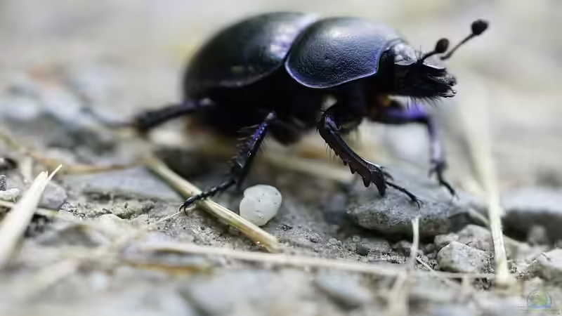 Unsichtbare Helfer im Boden: Die Bedeutung der Mistkäfer