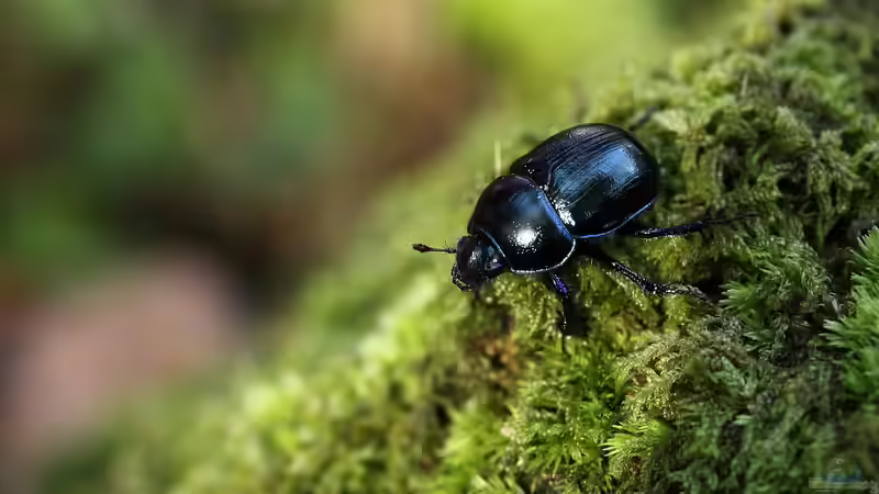 Unsichtbare Helfer im Boden: Die Bedeutung der Mistkäfer