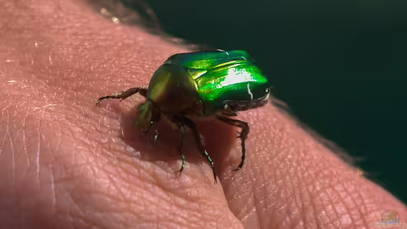 Unsichtbare Helfer im Boden: Die Bedeutung der Mistkäfer