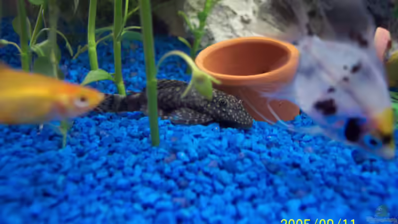 Unsre Welsdame,schon ganz schön gewachsen die gute von Mandy Hopp und Kevin Rothfuß (8)