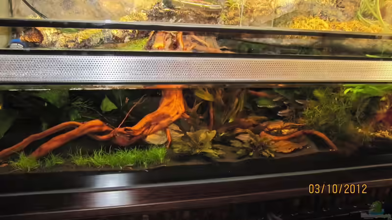 unten gesamt von Wasserfloh*1 (4)