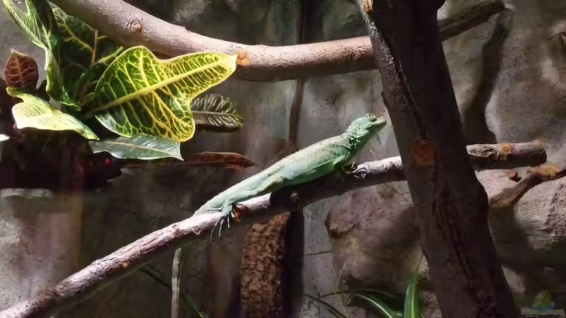 Unten ist eine künstliche Blume die anderen Pflanzen sind echt! von Betta Chris (9)