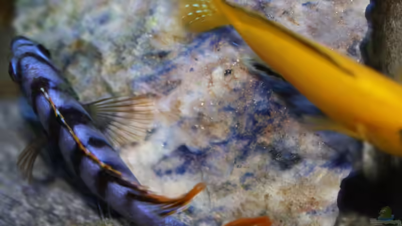 Unten links der Labidochromis Red Top Mbamba Bay von Florian Bandhauer (101)