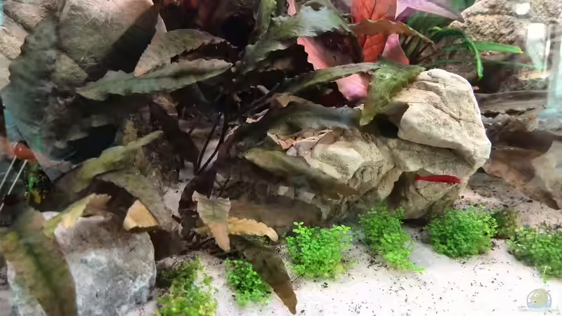 unten links Elatine Hydropiper und ab der Mitte Hemianthus Callitrichoides ´Cuba´ von Vancouver2010 (20)