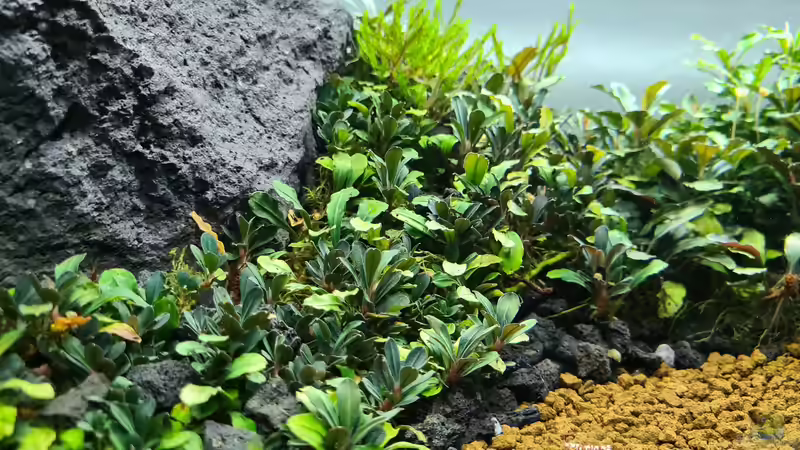 Unten links sitzt die Garnele und zeigt schön das Größen Verhältnis von AquaTobi90 (11)