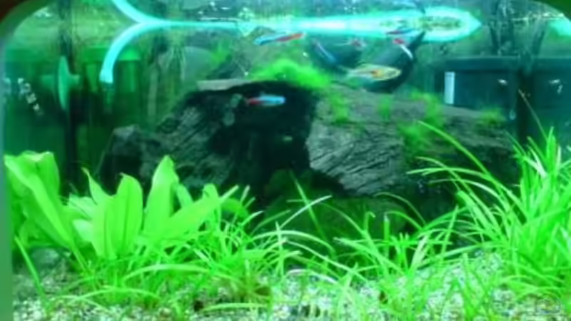 unten links von Fischers Fritz (4)