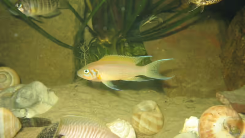 UNTEN MULTIFACIATUS MITTE DAFFODIL RO POLYSTIGMA von Marvin Michel (32)