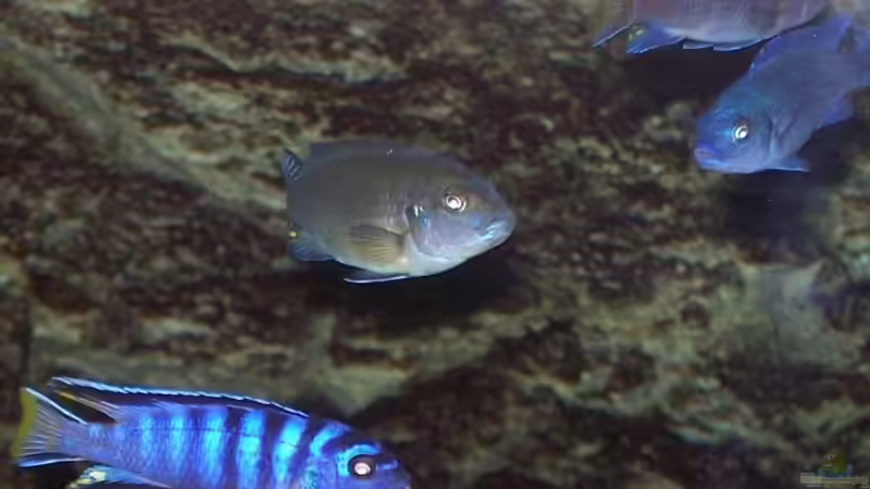 unten Ps.elongatus mpanga bock, mitte Ps.Kingsizei weibchen, rechts Ps.elongatus weibchen u.M.calainos bock von Rene Sarink (21)