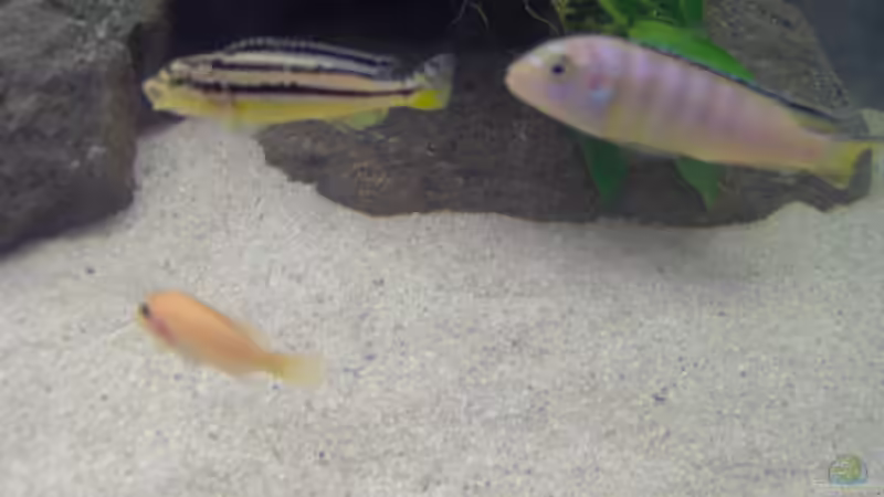 unten Pseudotropheus estheae red spottet von boehmo (13)