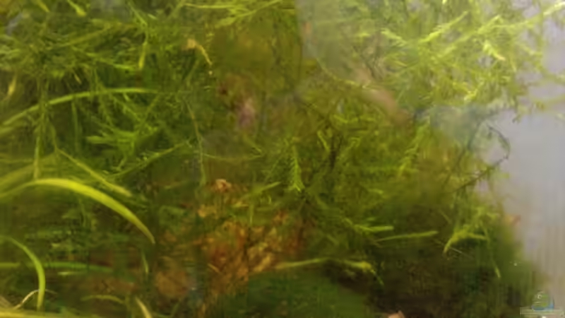 unten rechts die Anentome helena von manala (14)